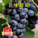 歐悟巨峰葡萄苗盆栽地栽庭院陽(yáng)臺爬藤果樹(shù)苗特大葡萄樹(shù)苗南方北方種植 4年苗【當年結果】