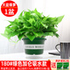 綠有意綠蘿盆栽室內植物花卉綠植水培長藤垂吊大葉綠籮新房家用吸除甲醛 180#綠加侖吸水盆綠蘿一盆+2肥 帶盆帶土發(fā)貨