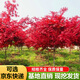 楓溢秋紅楓樹(shù)苗嫁接日本紅楓苗紅舞姬庭院別墅盆栽地栽綠化苗木四季紅楓 40-60厘米高 其它