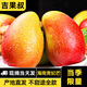 吉果叔 海南貴妃芒果 新鮮水果應當季時(shí)令現摘紅金玉青甜心小芒果 整箱 凈重4.5-5斤【中果】單果100-150g