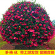 洛與霞茶梅球花樹(shù)苗別墅庭院大型耐寒盆栽四季常青綠化風(fēng)景植物山茶梅花 茶梅球當年開(kāi)花【冠幅70厘米】
