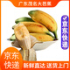 粵品廣東茂名高州正宗【大芭蕉】新鮮香蕉水果自然熟整箱蘋果蕉粉蕉甜 大芭蕉 5斤