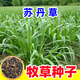 蓿蕾進(jìn)口牧草種子四季多年生黑麥草魚(yú)草四季可種喂養雞鴨鵝豬牛羊種籽 蘇丹草種子1斤