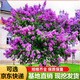 丁香花樹(shù)苗嫁接高桿丁香樹(shù)苗耐寒耐旱庭院花卉植物室外綠化苗木景觀(guān)風(fēng)景樹(shù)盆栽陽(yáng)臺 紫丁香 3年（叢生苗）