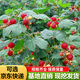 楓溢秋樹(shù)莓苗盆栽地栽紅樹(shù)莓樹(shù)苗樹(shù)莓爬藤果樹(shù)苗南北方種植當年結果庭院 豐滿(mǎn)紅(夏秋雙季紅樹(shù)莓) 3年苗（明年結果）