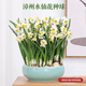 景郁春 JIRYUCUR水仙花種球水養盆栽室內花綠植好養水仙5顆周長(cháng)18cm+源頭直發(fā)