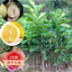 歐悟 嫁接柚子樹(shù)苗 紅心蜜柚子苗 南北方種植盆栽地栽庭院陽(yáng)臺果樹(shù)苗 2年嫁接苗