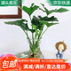 萌肉居春羽盆栽花卉水養(yǎng)辦公室觀葉植物小春羽2株 玻璃葫蘆瓶源頭直發(fā)