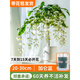 盆栽帶花苞室內(nèi)陽臺四季開花植物茉莉垂絲海棠好養(yǎng)綠植物 【垂絲茉莉辦公室清新綠植】兩年中苗