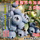 涵郁樹(shù)藍莓樹(shù)苗3年苗買(mǎi)一送一花期帶花果期帶果藍莓苗奧尼爾藍莓苗薄霧 L25 5年苗果期有果20-40高】杯苗