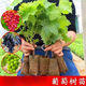 景郁春 JIRYUCUR葡萄樹苗陽光玫瑰藍(lán)寶石盆栽晴王爬藤葡萄巨峰小苗2棵源頭直發(fā)