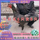 半斤純種黑斗雞脫溫雞農(nóng)家散養(yǎng)一斤正宗柴雞土母雞活體雞五黑雞苗 純種黑斗雞 每只0.8-1斤4只（3母1公）