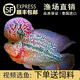 RSRDDY泰國進(jìn)口羅漢魚(yú)活體魚(yú)起頭亞成金花泰金火鳳凰黑帝王珍珠鴻運馬騮 鴻運-泰國羅漢魚(yú)10-12cm