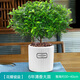 花翁正宗清香胡椒木盆栽綠植花卉 大苗（大浪琴瓷盆+托盤(pán)）源頭直發(fā)
