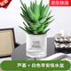 萌肉居蘆薈盆栽室內外多肉植物花卉不夜城觀(guān)賞蘆薈+早安盆源頭直發(fā)