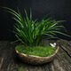 江影清菖蒲草虎香味水培苗綠植物盆景須花卉微景觀(guān)辦公盆栽附石昌蒲 中窩(20-30苗左右) 不含盆