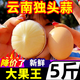 黃六爺 云南獨(dú)頭蒜大果新鮮干蒜5斤紫皮大蒜理現(xiàn)挖新蒜獨(dú)蒜圓蒜旗艦包郵 5斤 大果王【果徑3.5-4.5cm】暢銷