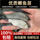 魚苗批發(fā)中科五號黃金鯽魚鯽魚苗工程湘云鯽土鯽淡水養(yǎng)殖食用活體 黃金鯽魚苗3-5厘米20條送10%防損