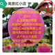 紅富士秦安紅富士冰糖心原生態(tài)蘋果甘肅紅富士原產(chǎn)地發(fā)貨當(dāng)季新果 果徑80mm大果凈重10斤