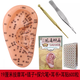 鈞匯 多穴位耳朵模型清晰刻字耳模型耳穴模型按摩針灸教學(xué)穴位耳穴 19CM按摩耳+耳穴貼+探穴筆+耳書+鑷子