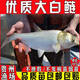 白鰱魚(yú)苗批發(fā)淡水小魚(yú)觀(guān)賞魚(yú)胖頭大頭花鰱扁魚(yú)邊魚(yú)冷水養殖食用鰱鳙白鰱苗 100條5-7厘米白鰱魚(yú)苗【加10%防損】