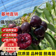歐悟正宗煙臺嫁接車(chē)厘子樹(shù)苗大櫻桃樹(shù)苗南北方種植庭院陽(yáng)臺盆栽果樹(shù)苗 俄羅斯8號六年苗