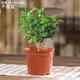 佰花錦清香胡椒木盆栽室內外驅蚊草植物好養綠植九里香花卉四季常青盆景 精品清香胡椒木基地原盆土 整體高度20-25cm