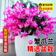 京厽蟹爪蘭盆栽帶花苞室內花卉植物多色蟹爪蓮蟹角抓盆栽四季開(kāi)花精品 不帶盆(送肥)蟹爪蘭粉白紅紫20顆隨機帶花苞