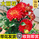 開(kāi)時(shí)果 重瓣大麗花盆栽帶花發(fā)貨 四季開(kāi)花室內花苗花卉陽(yáng)臺特大易活綠植 【帶花發(fā)貨】大紅色（150杯）+原生盆
