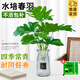 水培春羽水養盆栽春雨龜背竹吸甲醛客廳辦公室內桌面植物好養綠植 春羽30-35cm1棵+營(yíng)養液 不含托盤(pán)