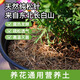 花大師純松針腐熟純天然腐殖土發(fā)酵墊材腐葉君子蘭專(zhuān)用土蘭花盆栽營(yíng)養土 20升【腐熟松針純干】