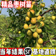 嫁接蘋(píng)果棗棗樹(shù)活苗雪蜜棗牛奶棗子苗棗苗大青棗特大脆甜當年結果 大青棗 (杯苗發(fā)貨) 兩年苗