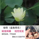 碗蓮種藕根莖帶芽小型花苗水培植物四季室內荷花盆栽睡蓮花卉開(kāi)花 綠荷 否