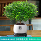 花翁正宗清香胡椒木盆栽綠植花卉 大苗（白福陶瓷盆+托盤(pán)）源頭直發(fā)