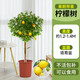 嘆為觀止大型盆栽金錢榕百合竹金錢樹發(fā)財(cái)樹清香木辦公室內(nèi)落地款中型植物 檸檬樹1.2-1.4米【培育盆】 含盆