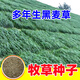 蓿蕾進(jìn)口牧草種子四季多年生黑麥草魚草四季可種喂養(yǎng)雞鴨鵝豬牛羊種籽 精品多年生黑麥草種子1斤