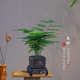 佰花錦新中式文竹桌面盆栽綠植辦公室客廳盆景茶臺臥室好養(yǎng)綠植花卉植物 【送方底座】文竹+pvc舍得盆+黑沙石鋪面 20-30cm