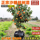 藝林谷金秋沙糖桔樹(shù)苗地栽盆栽桔子樹(shù)苗南方種植橘子樹(shù)果樹(shù)苗砂糖橘樹(shù)苗 5年苗結果多多