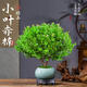 小葉赤楠盆景老樁金絲楠木盆栽綠植室內(nèi)辦公室綠植物四季好養(yǎng)花卉 小葉赤楠+冰裂紋陶瓷盆+復(fù)古托盤+苔蘚