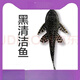 清道夫淡水清潔魚缸糞便熱帶冷水耐活觀賞爬巖鰍金苔鼠除青苔除藻 黑清潔魚5-6厘米2條