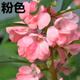 鳳仙花七彩鳳仙紅紫粉白花驅蛇傳統小桃紅海娜花指甲花小刀紅室外 鳳仙花（粉色）包對版 200粒