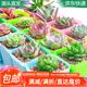 急兔多肉植物桌面盆栽綠植隨機(jī)多肉10棵10個(gè)隨機(jī)顏色小方盆土源頭直發(fā)