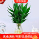 萌肉居水培觀(guān)音竹花卉富貴竹盆栽植物/帶根觀(guān)音竹3棵含鉆石瓶源頭直發(fā)