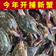 梭子蟹鮮活速凍公蟹蟹飛蟹白蟹海蟹公蟹母蟹隨機發(fā) 鮮活速凍梭子蟹2斤裝 3-4兩左右一只
