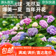 萌肉居繡球花苗庭院花八仙花盆栽大花無盡夏繡球原盆土源頭直發(fā)