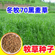 蓿蕾黑麥草種籽子四季多年生牧草種子耐寒畜牧養殖草種喂豬牛羊魚(yú)草 15斤裝：國產(chǎn)冬牧70黑麥草種子（一畝地用量）
