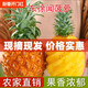 新鮮大菠蘿徐聞香水菠蘿大果菠蘿蜜香脆甜爽手撕菠蘿非金鉆鳳梨 1斤【幼果嘗鮮】