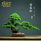 爵世皇庭仿真盆景迎客松樹擺件玄關(guān)桌客廳辦公室內(nèi)羅漢松綠植酒店軟裝飾品 羅漢松盆景