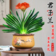 君子蘭盆栽帶花苞發(fā)貨精品名貴國寶級圓頭花卉室內(nèi)外四季好養(yǎng)植物 國寶級君子蘭+原土盆