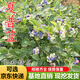 藍莓苗盆栽地栽果樹(shù)苗藍梅樹(shù)苗藍莓苗四季南北方種植帶原土發(fā)貨 夏普蘭4年苗帶原土發(fā)貨(當年結果)
